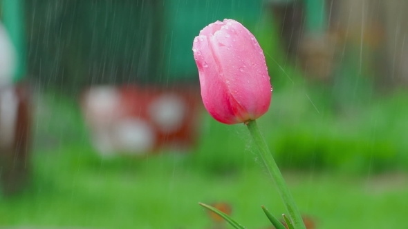 Pink Tulip Flower Under Rain