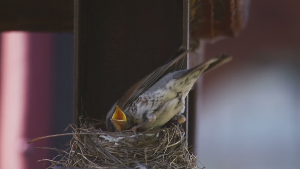 Female Fieldfare On The Nest