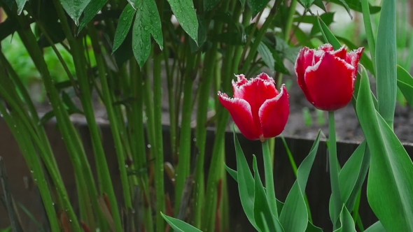 Red Double Tulips Flower Under Rain