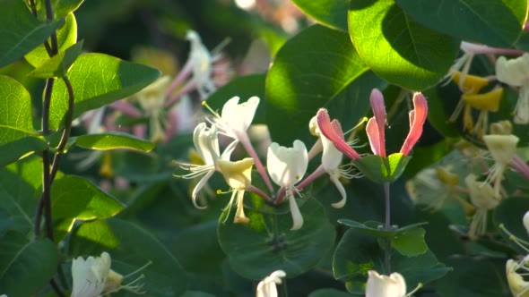 Flowers in the Garden of Honeysuckle Perfoliate