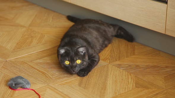 Gray Scottish Fold Cat