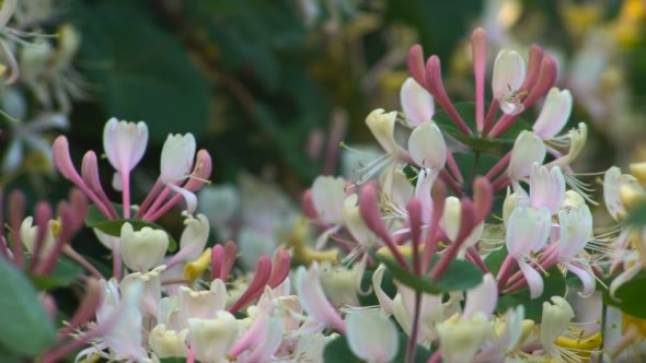 Flowers in the Garden of Honeysuckle Perfoliate