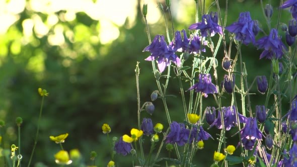 Flowers Aquilegia Blue Garden Backlit Sunlight