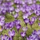 Crocus Flowers Field - VideoHive Item for Sale