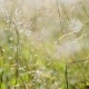 Silver Morning Meadow - VideoHive Item for Sale