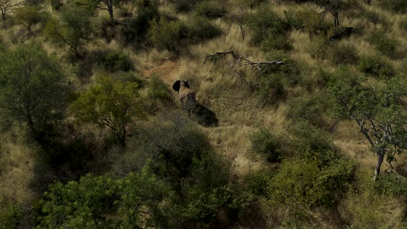 Aerial View of Elephants walk in the savana, Balule Nature Reserve, Maruleng NU.