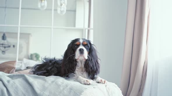 Portrait of a Young Beautiful Multi Colored Dog with Big Hairy Ears Sitting in the Bedroom on a Cozy