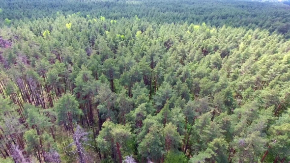 Flight Over Forest