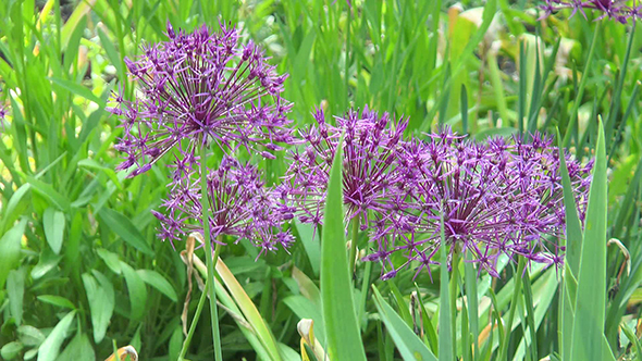 Mauve Flowers on Which the Droplets of Dew Hanging