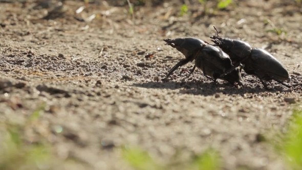Two Female Stag-beetle On The Sandy Ground.