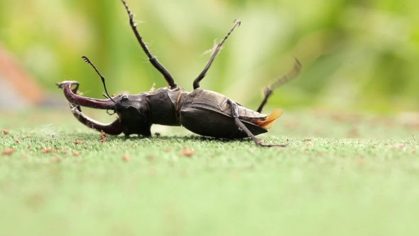 Male Stag Beetle Lying On Back And Trying To Turn Over.