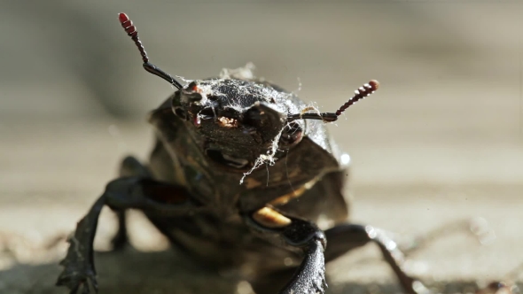 Stag-beetle Close-frame Beetle Looking At The Camera.