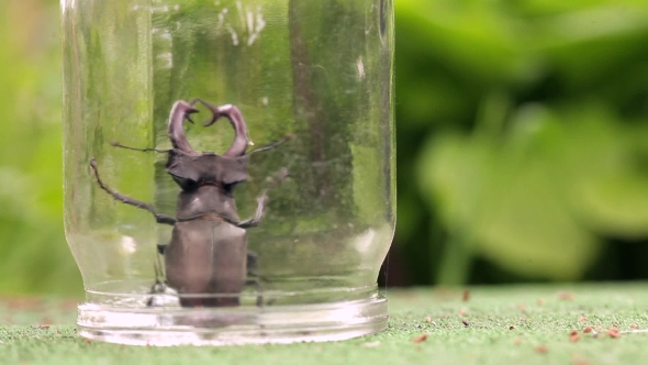 Male Stag Beetle Under a Glass Jar.