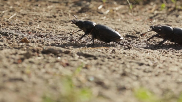 Two Stag Beetle In The Wild Nature.