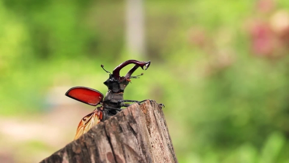 Stag Beetle Wings Opened Sitting On The Edge Of The Timber