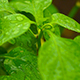 Bell Pepper Leaves Under Rain - VideoHive Item for Sale