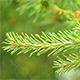 Spruce Branch - VideoHive Item for Sale