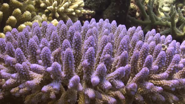 Pink Hard Coral close up on coral reef