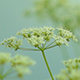 Valeriana Officinalis Flowers - VideoHive Item for Sale