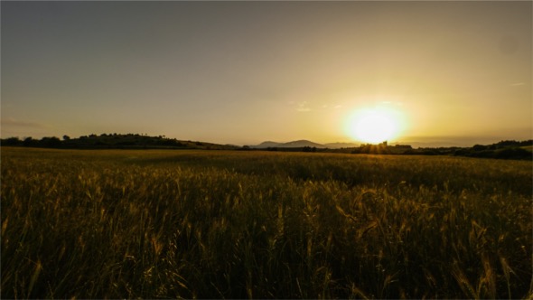 Sunset Field Of Wheat