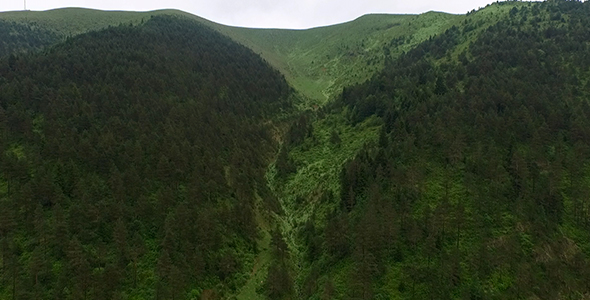 Forest and Mountain