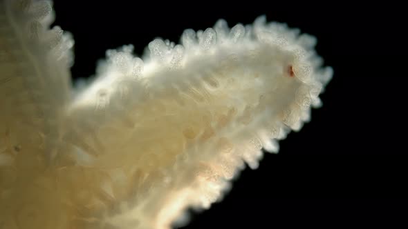 Starfish Asteroidea Under a Microscope, Type Echinodermata, a Red Eye Is Visible at the End of the