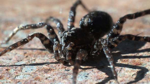 Brown Spider Moves its Legs