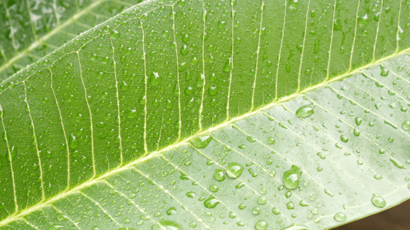 Water Drops on a Leaf 