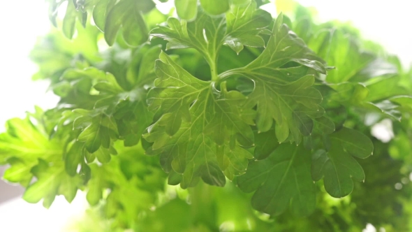 Parsley Shallow Focus Pan Shot Against White Background