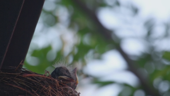 Fieldfare Thrush Chicks