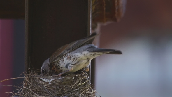 Female Fieldfare On The Nest