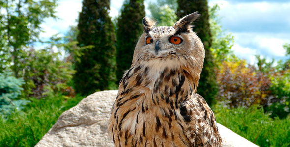 Eagle-Owl