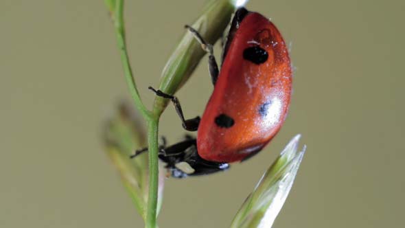 Ladybug on Top of Grass