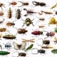 Insects