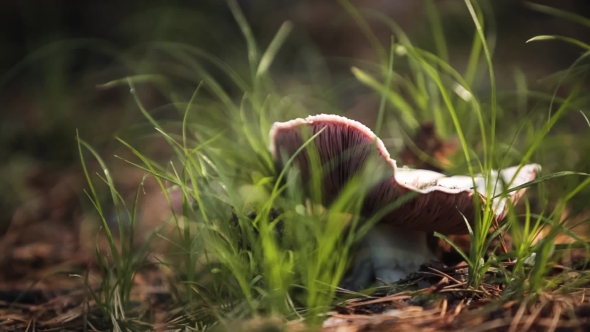 Mushroom On a Sunny Meadow