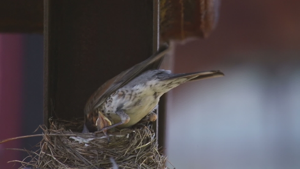 Female Fieldfare On The Nest