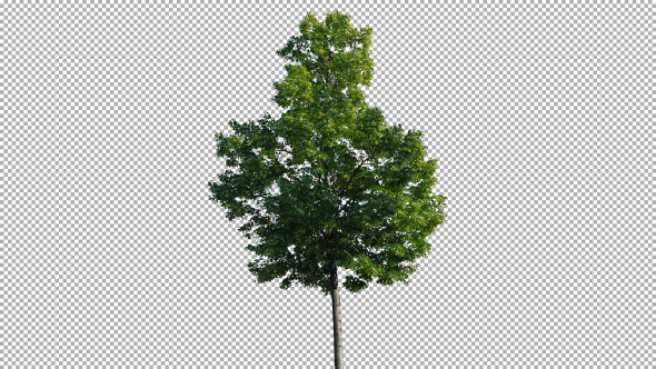 Real Tree Isolated On The Wind 61