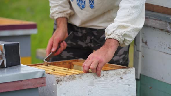 Beekeeper is working with bees and beehives on the apiary. Frames of a bee hive