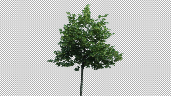 Real Tree Isolated On The Wind 57