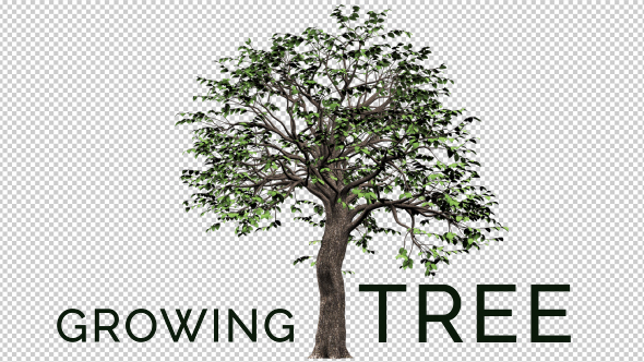 Growing Tree 