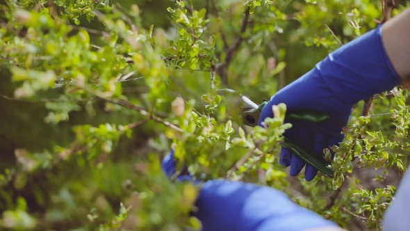 Woman Pruning Hakuro Nishiki Tree Branches In Her Garden. 