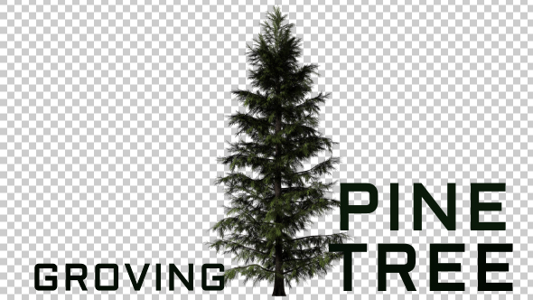 Growing Tree Pine 