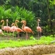 Pink Flamingo In Zoo - VideoHive Item for Sale