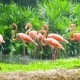Pink Flamingo In Zoo - VideoHive Item for Sale