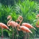 Pink Flamingo In Zoo - VideoHive Item for Sale