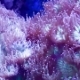 Pink Coral Underwater - VideoHive Item for Sale