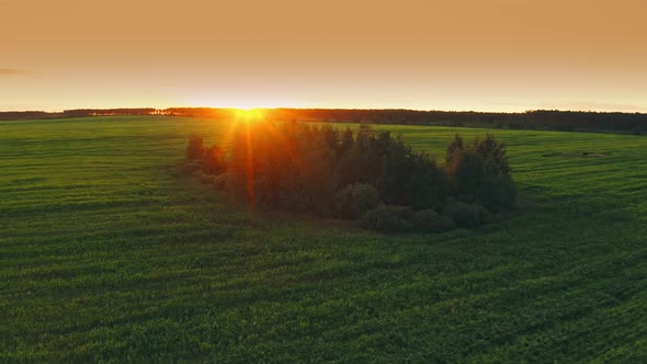 Flight Around Trees and Woods Growing in Summer Cornfield