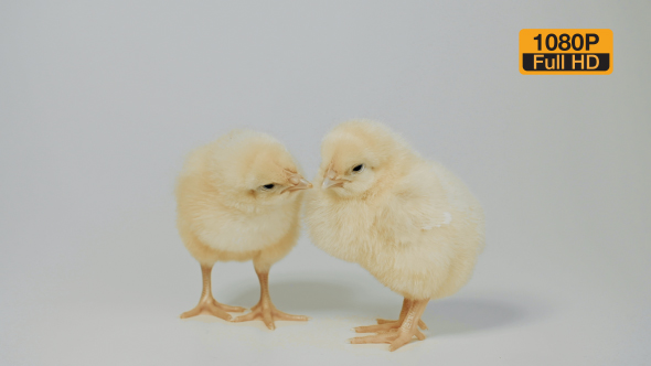 Chicks Standing on the White Background 6