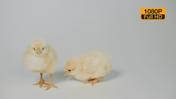Chicks Standing on The White Background 11