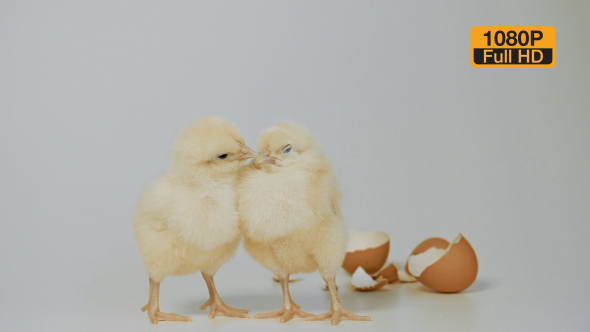 Chicks Standing on The White Background 15